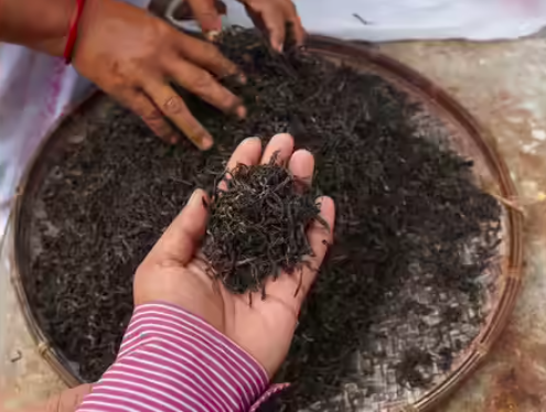 Assam Tea